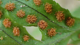 Image of California polypody