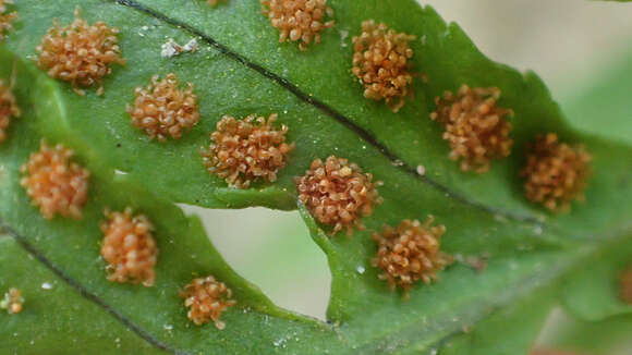 Слика од Polypodium californicum Kaulf.