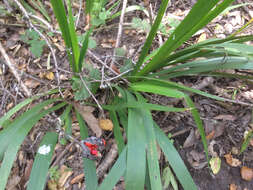 Image of stinking iris