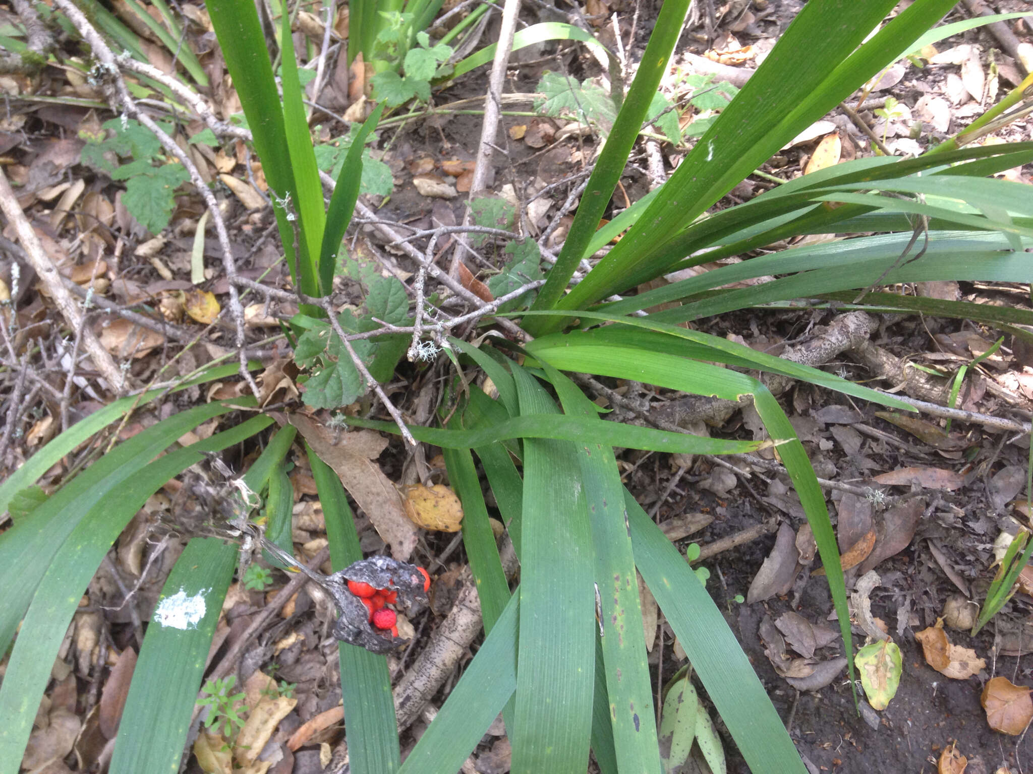 Image of stinking iris