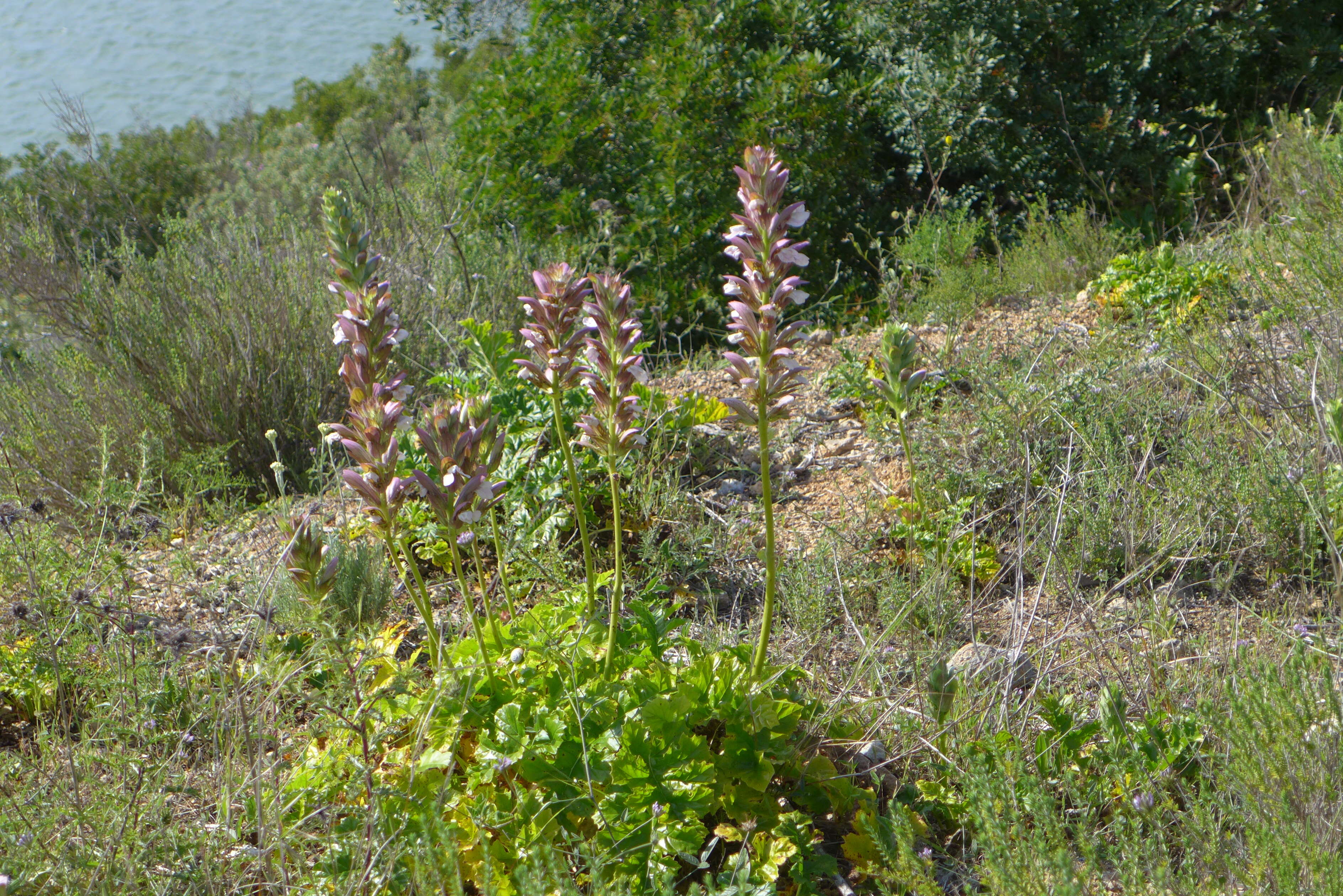 Image of Bear's Breeches