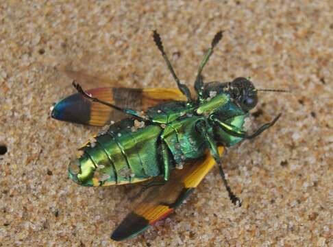 Image of Temognatha alternata (Lumholtz 1889)