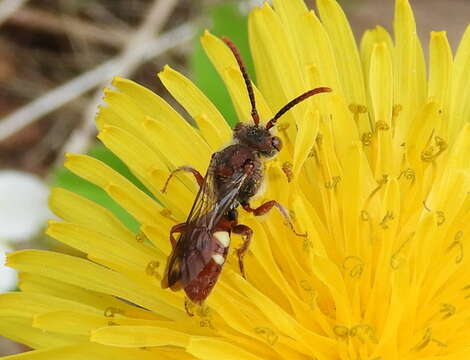 Image of Nomada cuneata (Robertson 1903)