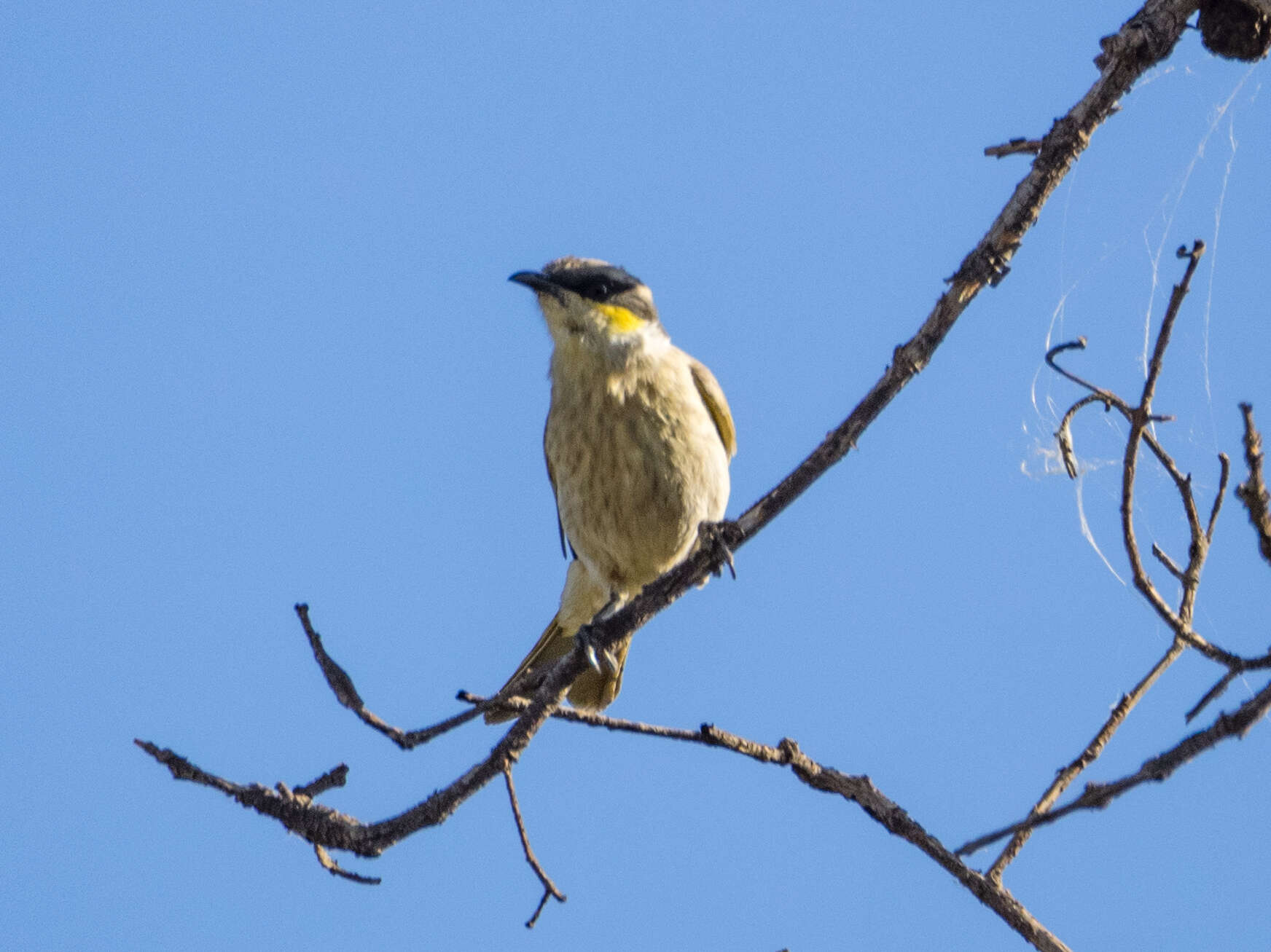 Image of Inland Singing Honeyeater