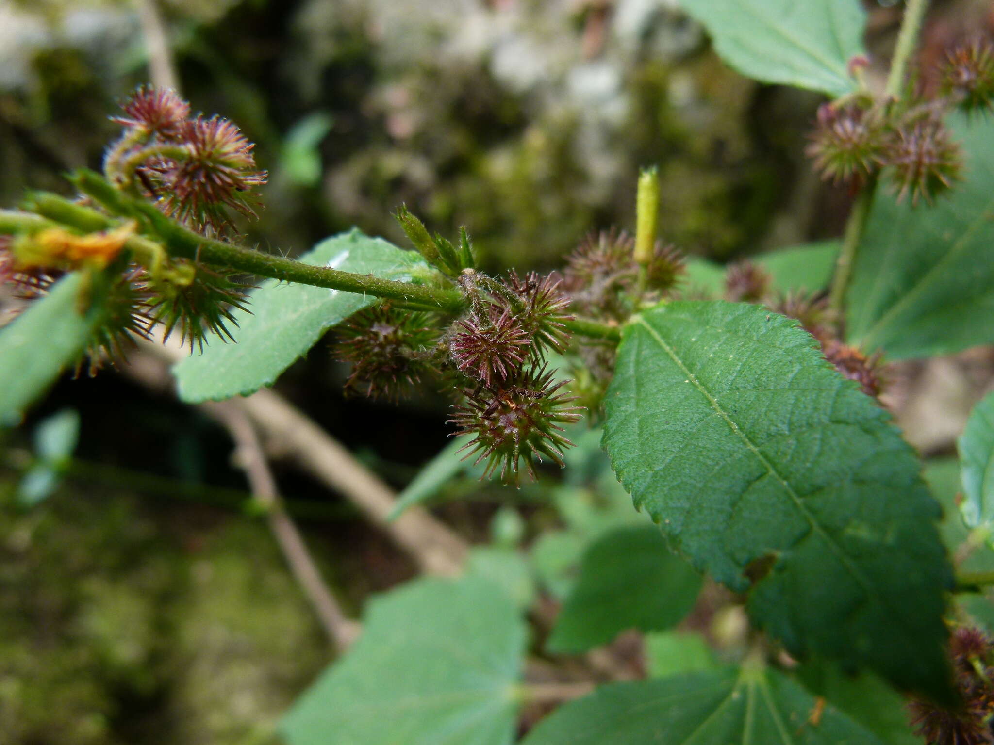 Image of Sacramento Burrbark