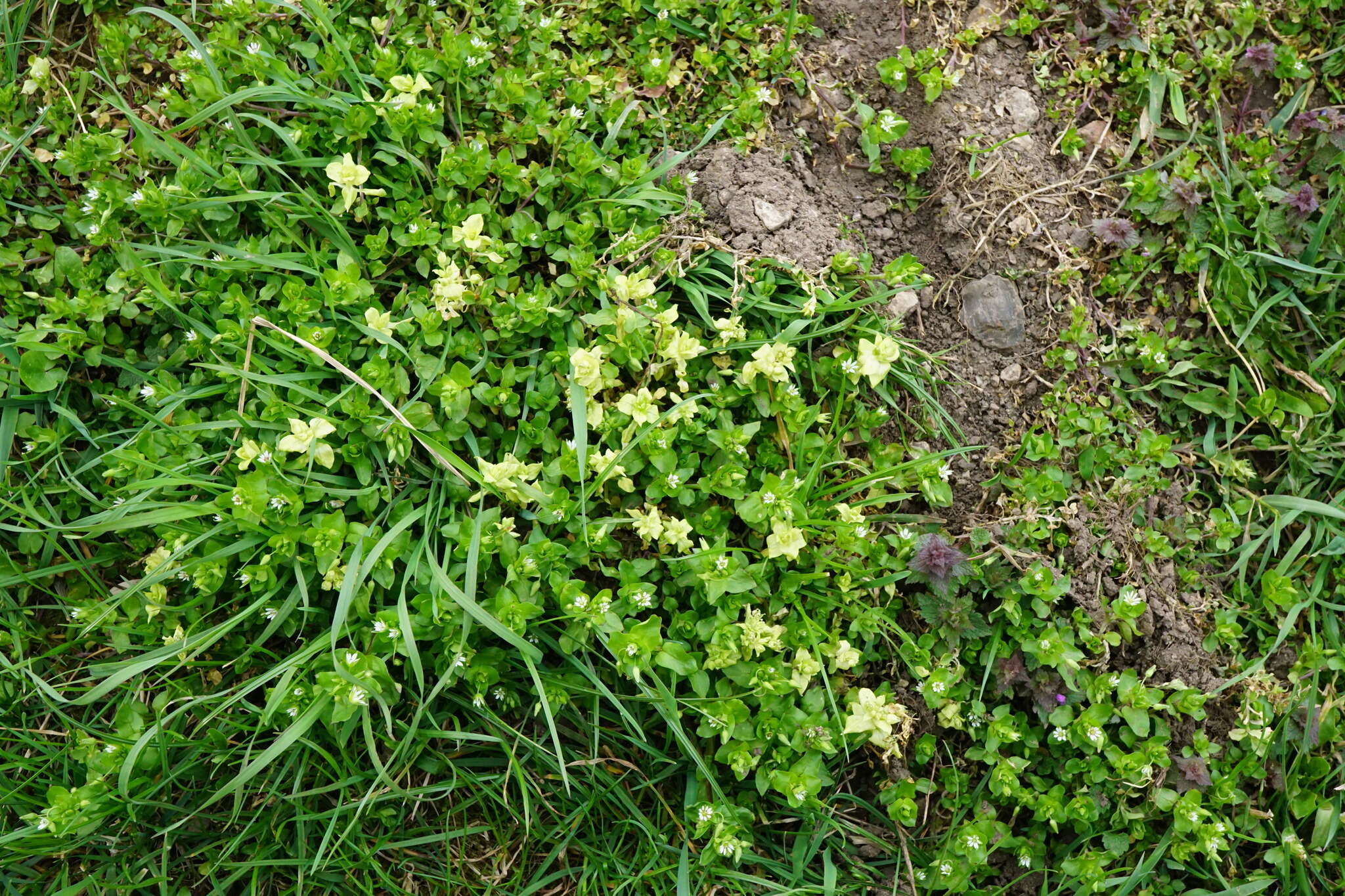 Image of Peronospora alsinearum