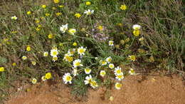 Image of Crown daisy