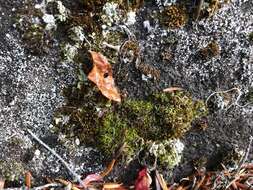 Image of bowl lichen