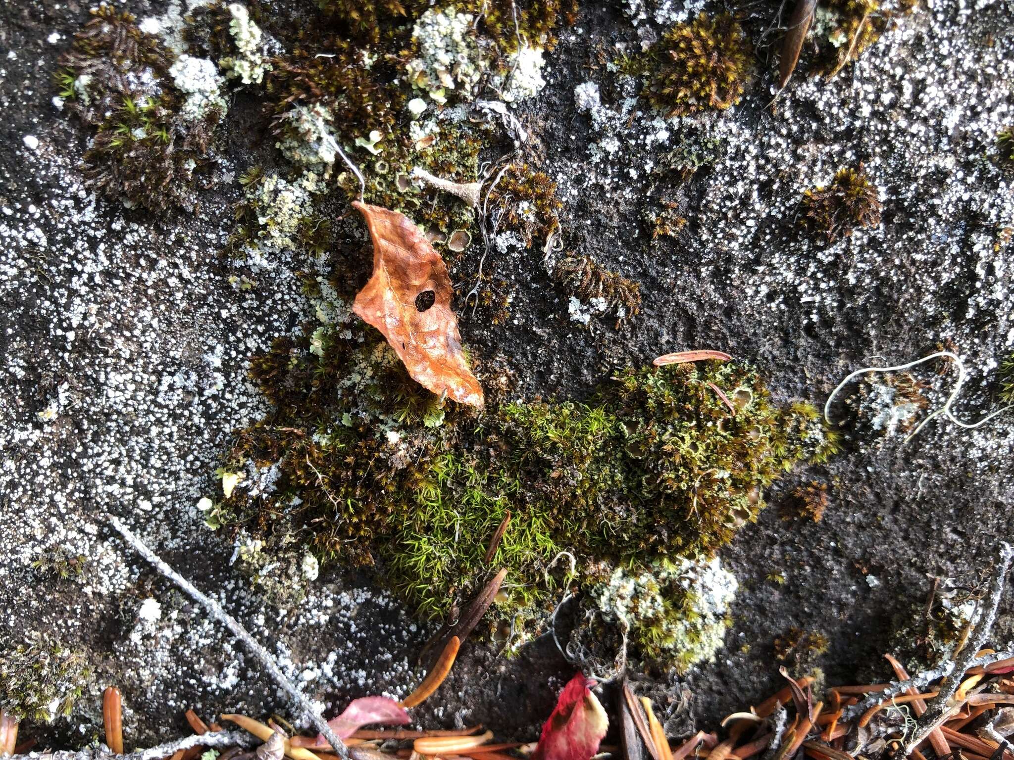 Image of bowl lichen