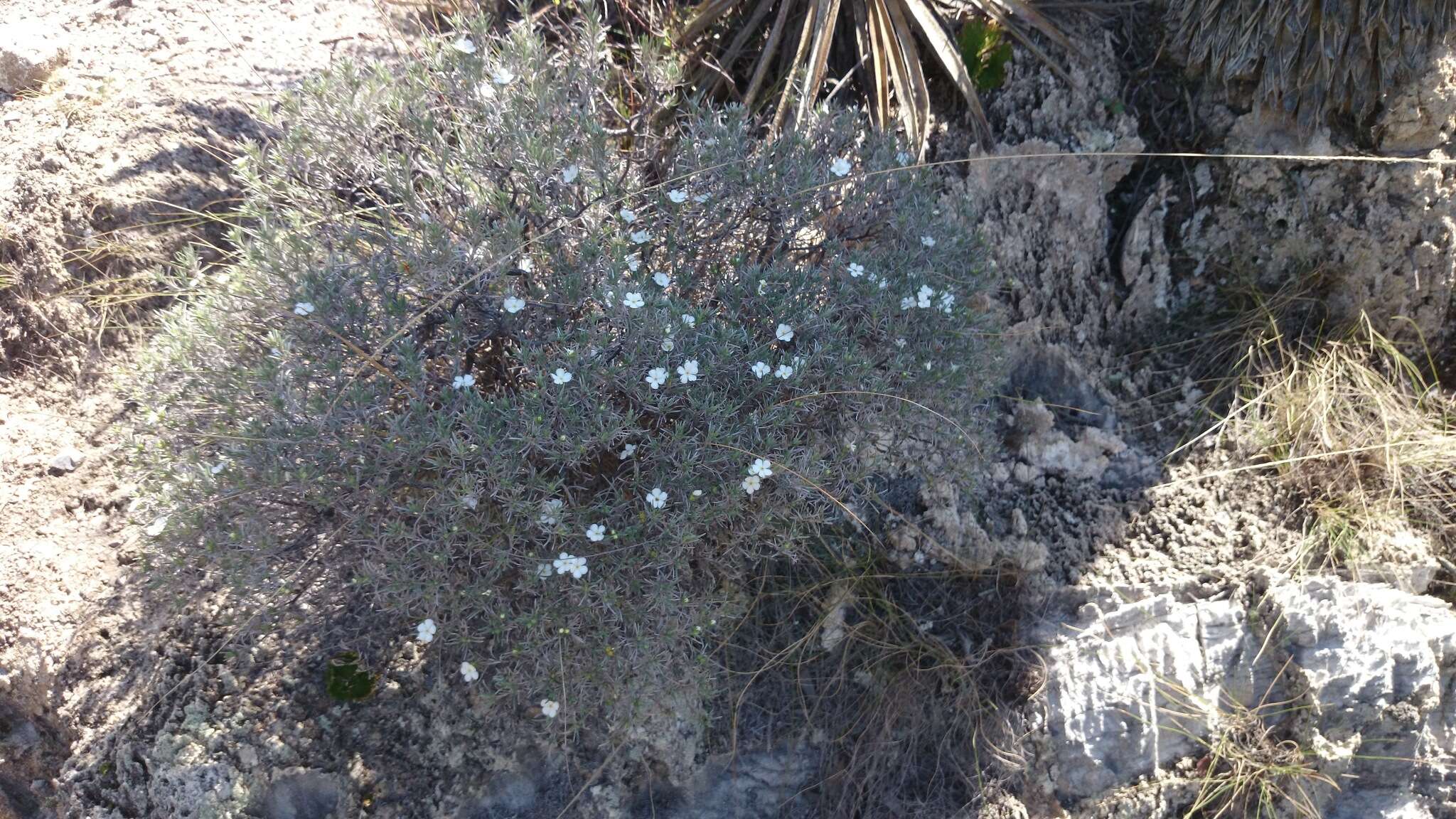 Image of Antiphytum hintoniorum L. Higgins & B. L. Turner