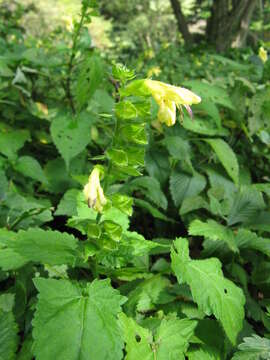 Image of Salvia nipponica Miq.