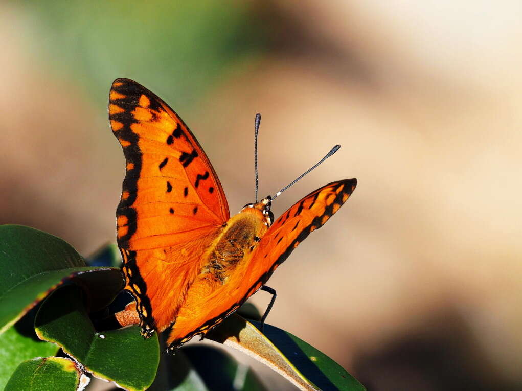 صورة Charaxes jahlusa rex Henning 1978