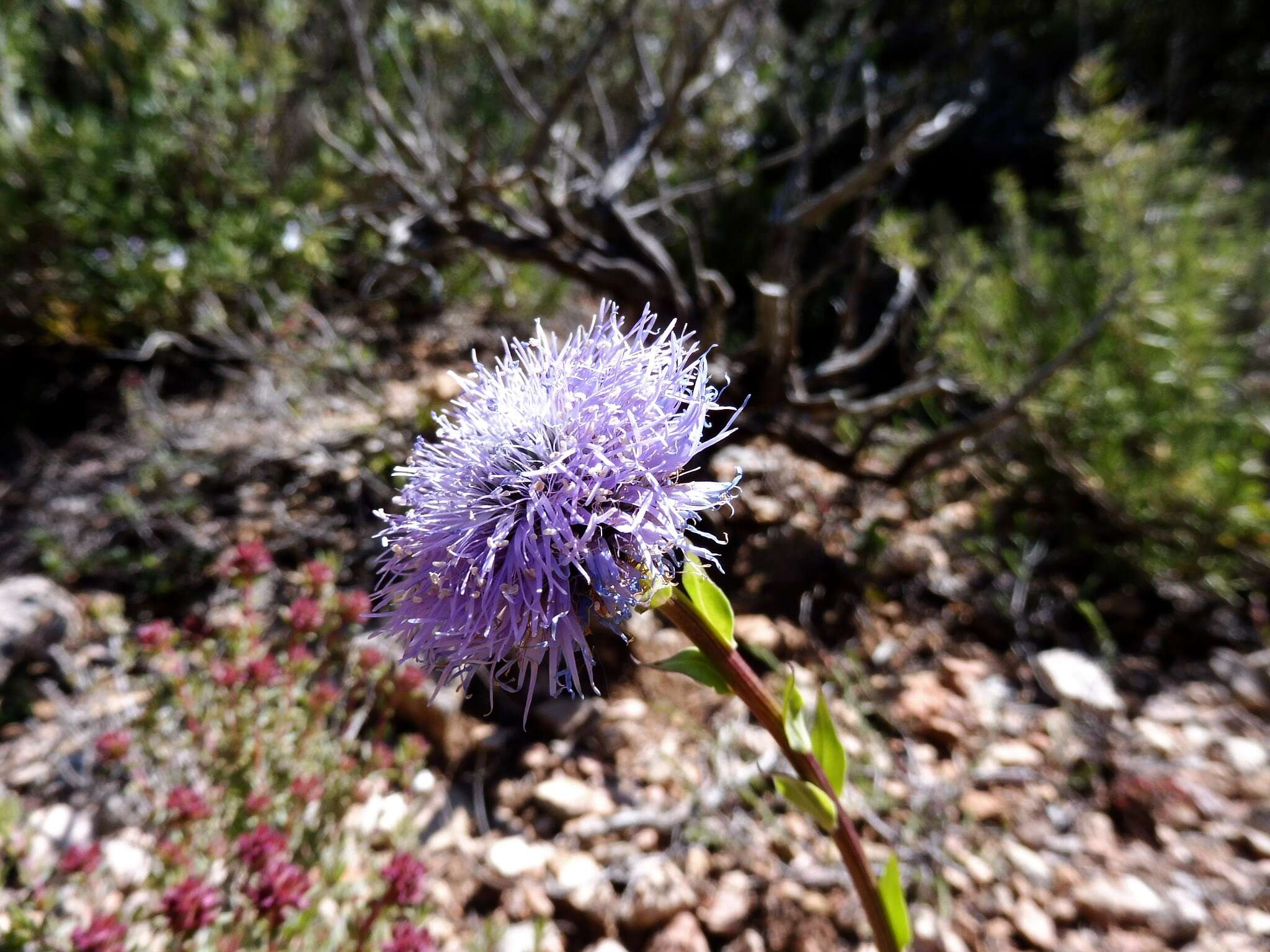 Image of Globularia vulgaris L.