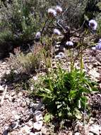 Image of Globularia vulgaris L.