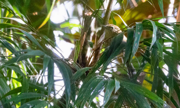 Image of East Andean Antbird