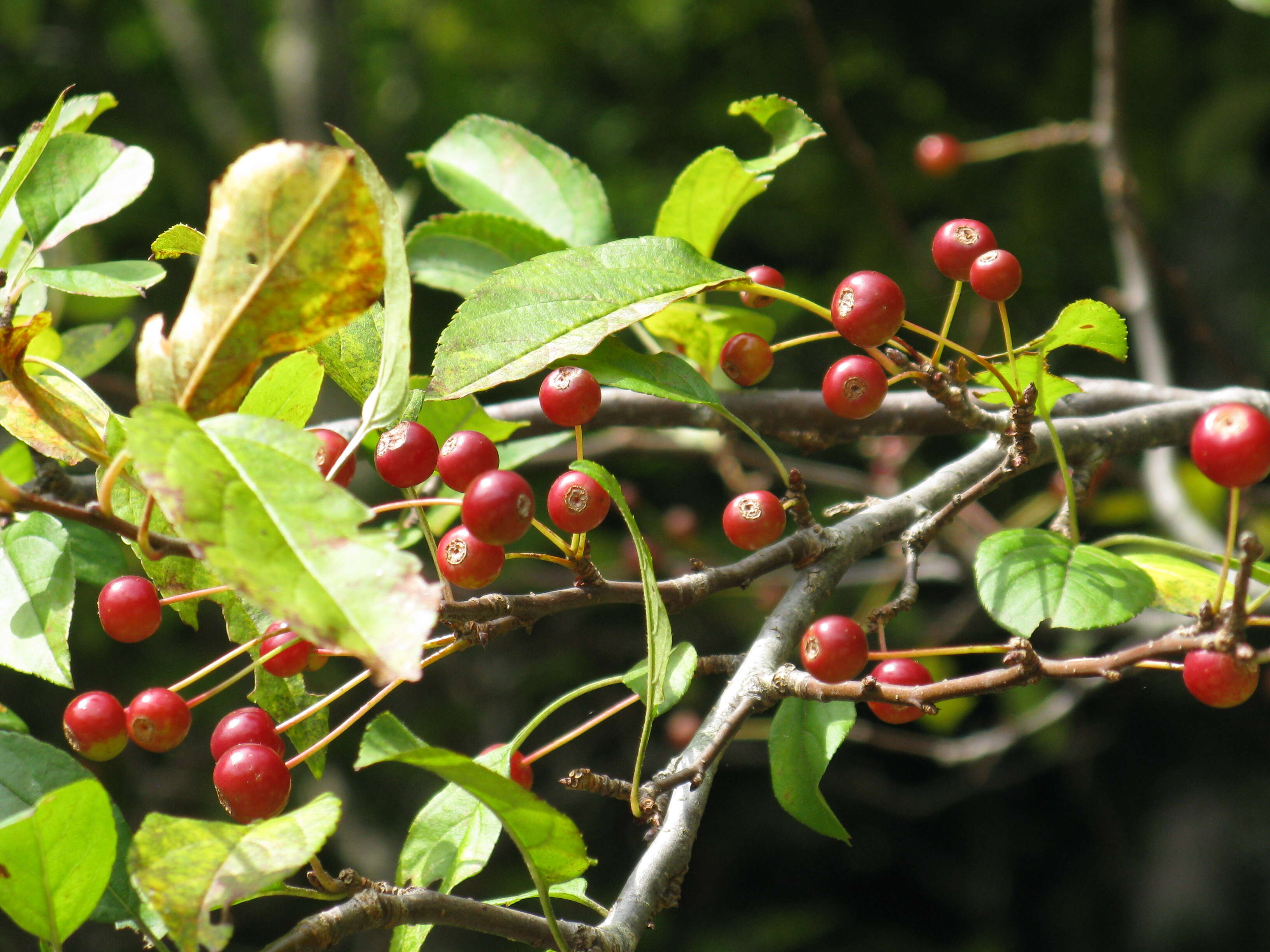 Imagem de Malus baccata (L.) Borkh.