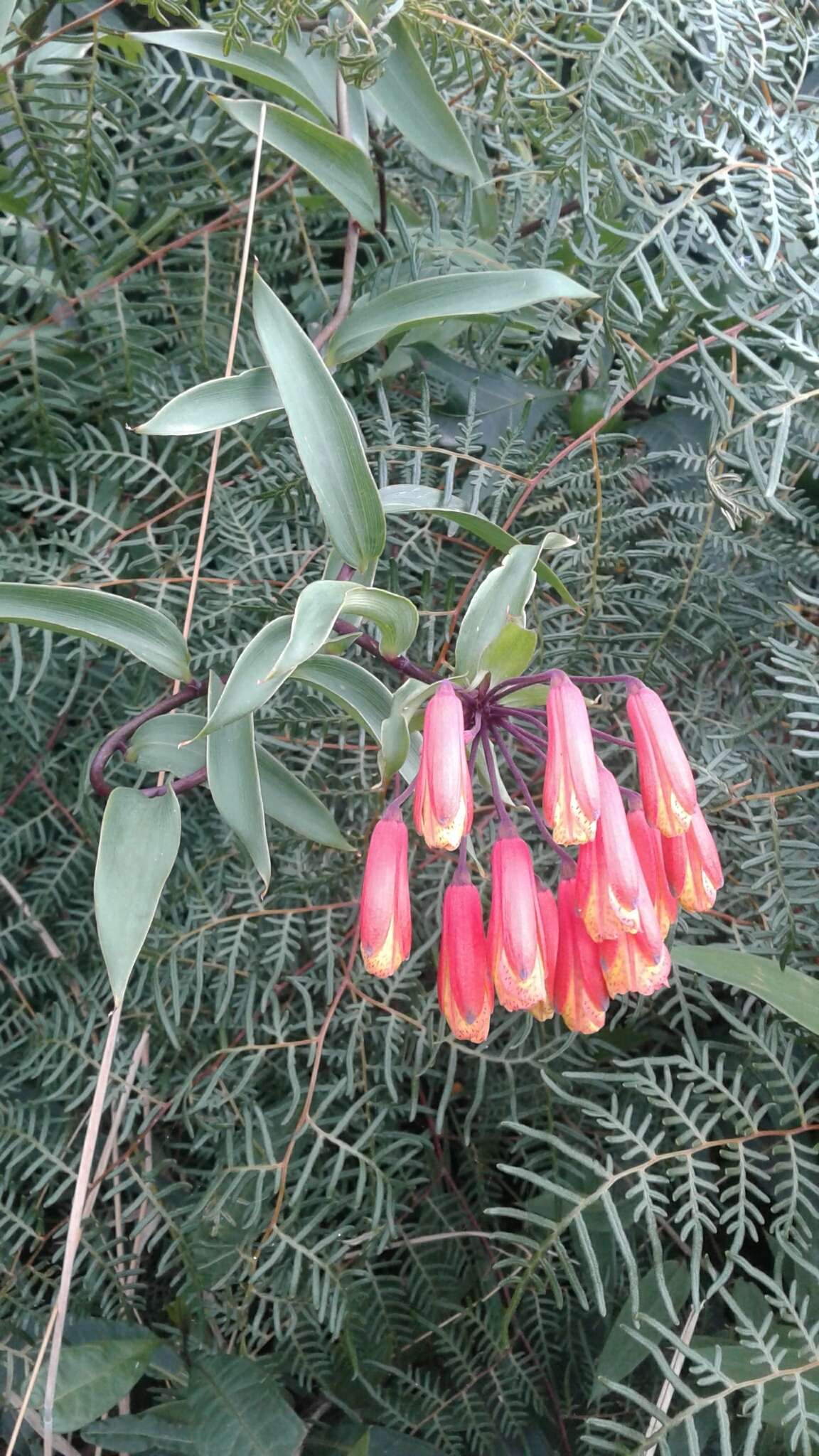 Image of Bomarea multiflora (L. fil.) Mirb.