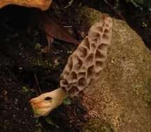 Image of Morchella herediana L. D. Gómez 1971