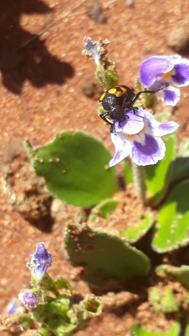 Imagem de Craterostigma plantagineum Hochst.