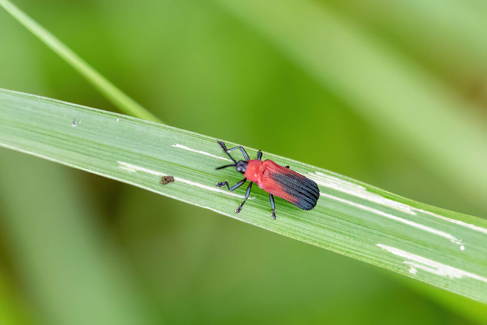 Plancia ëd Chalepus sanguinicollis (Linnaeus 1771)