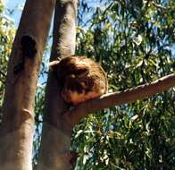 Image of koalas