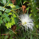 Sivun Abarema brachystachya (DC.) Barneby & J. W. Grimes kuva