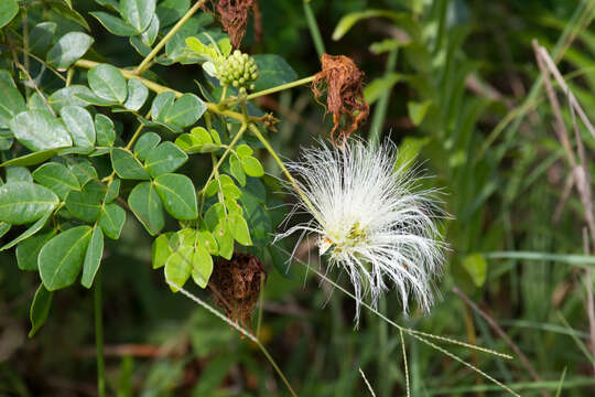 Image of Abarema brachystachya (DC.) Barneby & J. W. Grimes