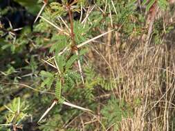 Слика од Vachellia farnesiana var. pinetorum (F. J. Herm.) Seigler & Ebinger