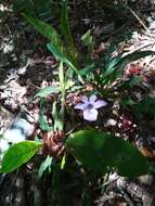 Imagem de Barleria paucidentata Benoist