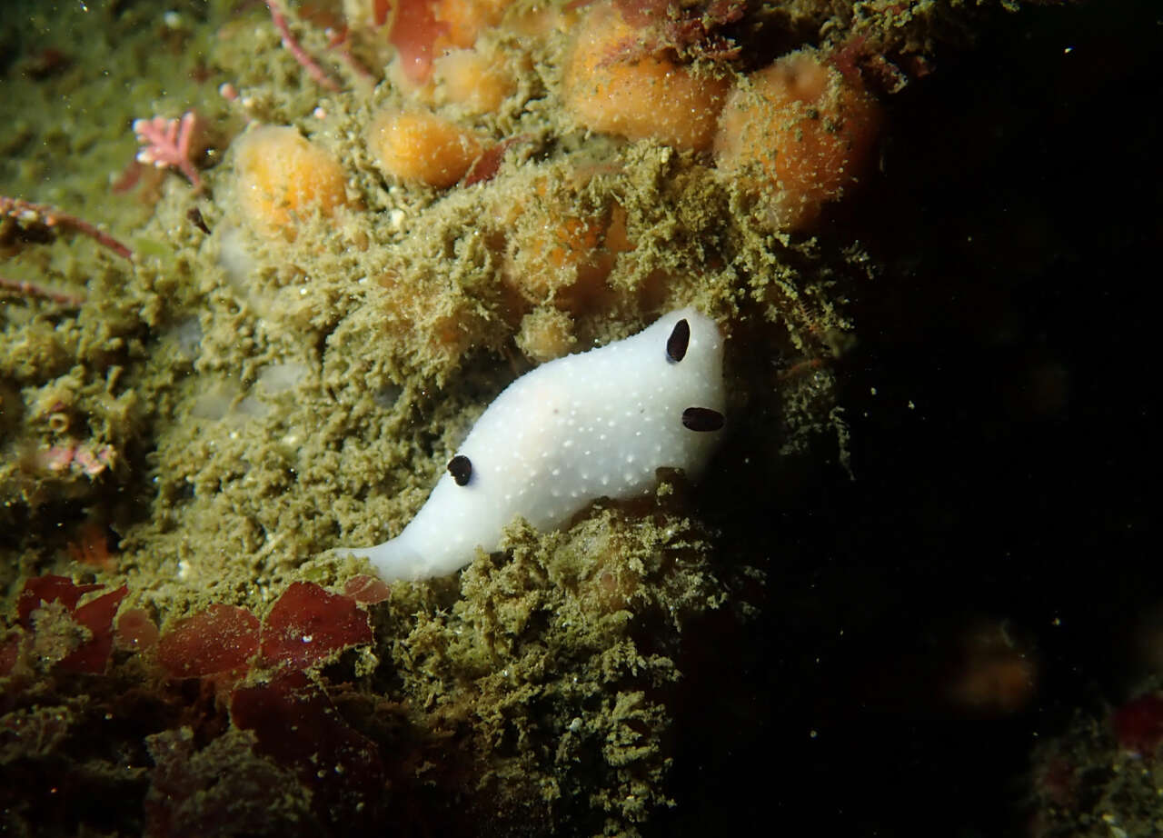 Image of Cadlina limbaughorum Lance 1962