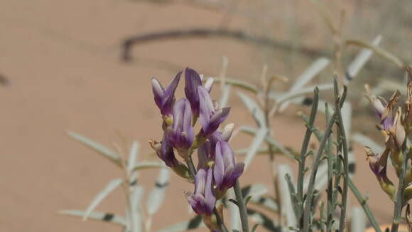 Image of Peirson's milk-vetch