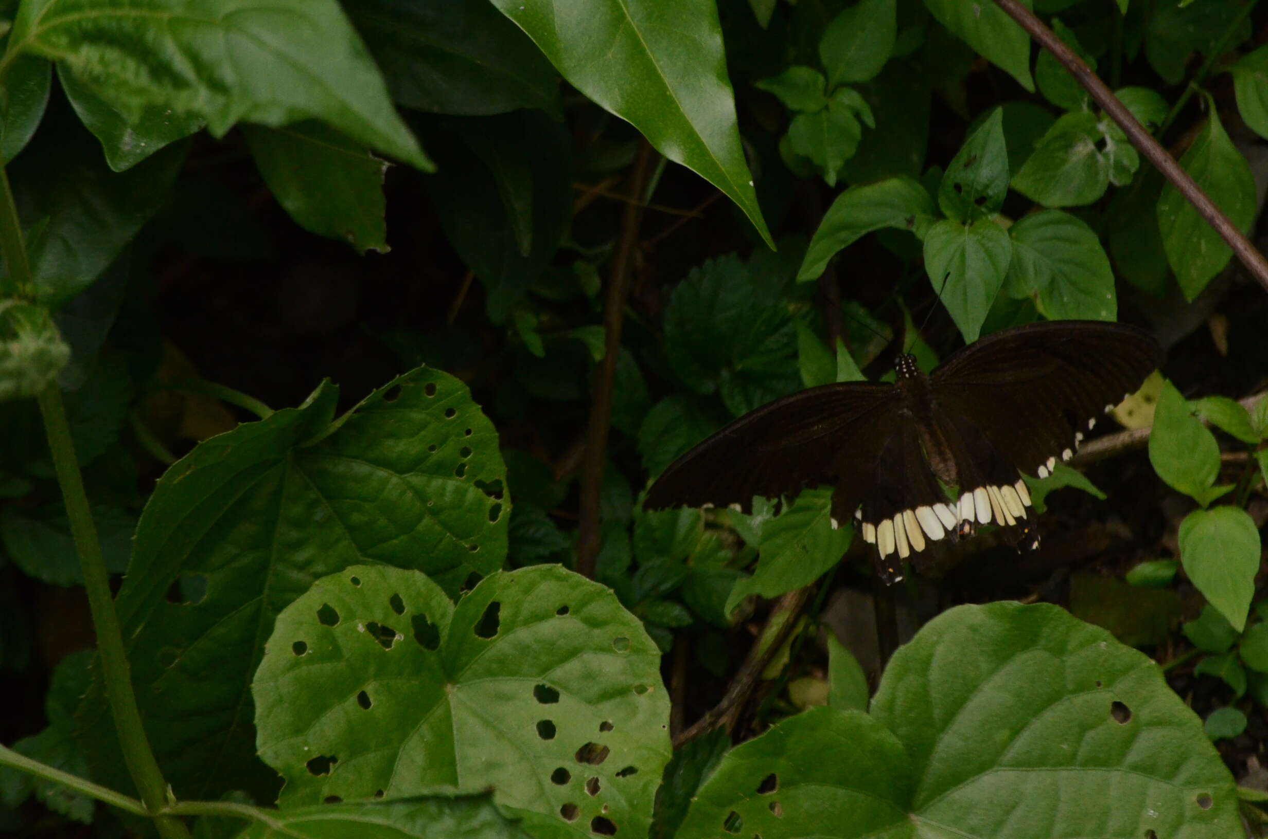 Image of Papilio polytes Linnaeus 1758