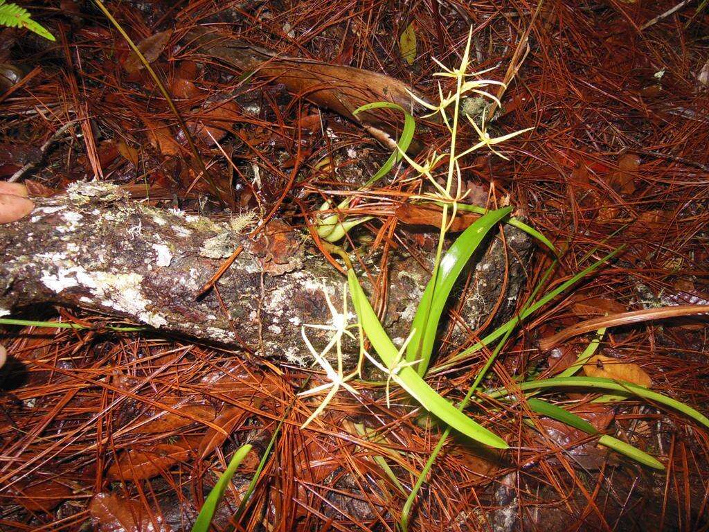 Image of Prosthechea rhynchophora (A. Rich. & Galeotti) W. E. Higgins