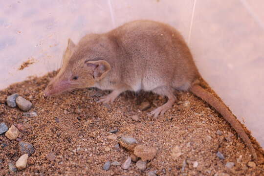 Crocidura whitakeri de Winton 1898的圖片