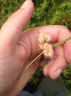 Image of Tawny Cotton-Grass