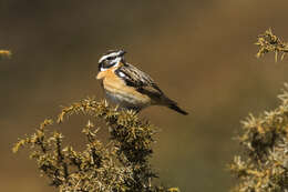 Image of Whinchat