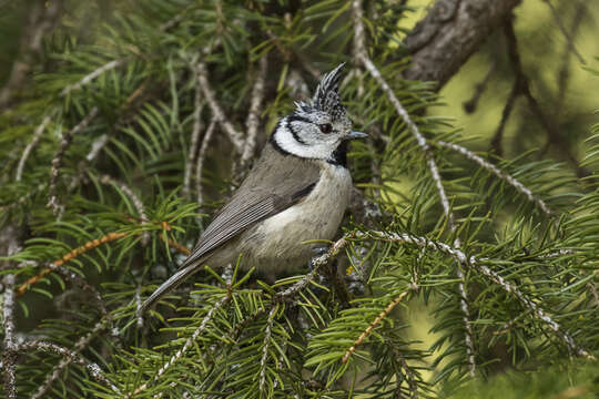 Image of Lophophanes Kaup 1829