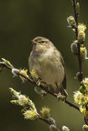 Image of Common Chiffchaff