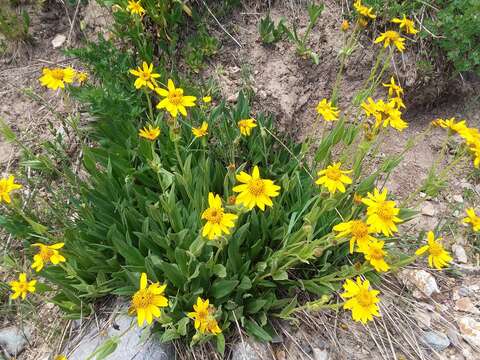 Image of hairy arnica