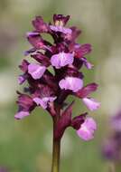 Image de <i>Anacamptis</i> × <i>gennarii</i>