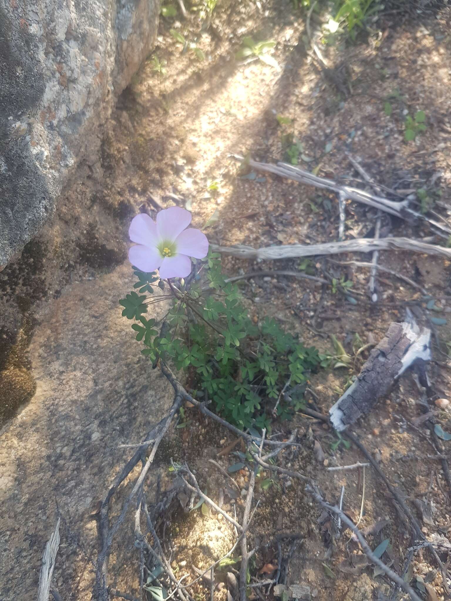 Sivun Oxalis comosa E. Mey. ex Harv. & Sond. kuva