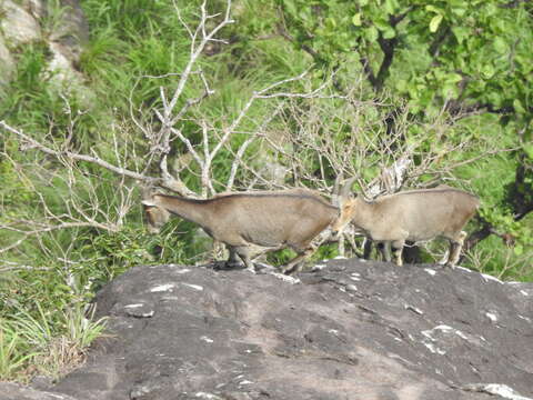 Image of Nilgiritragus Ropiquet & Hassanin 2005