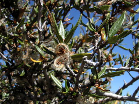 Image of curl-leaf mountain mahogany