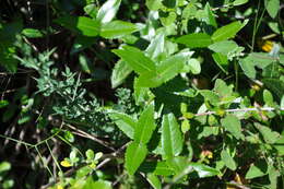 Image de Phillyrea latifolia L.