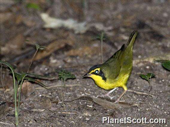 Geothlypis formosa (Wilson & A 1811) resmi