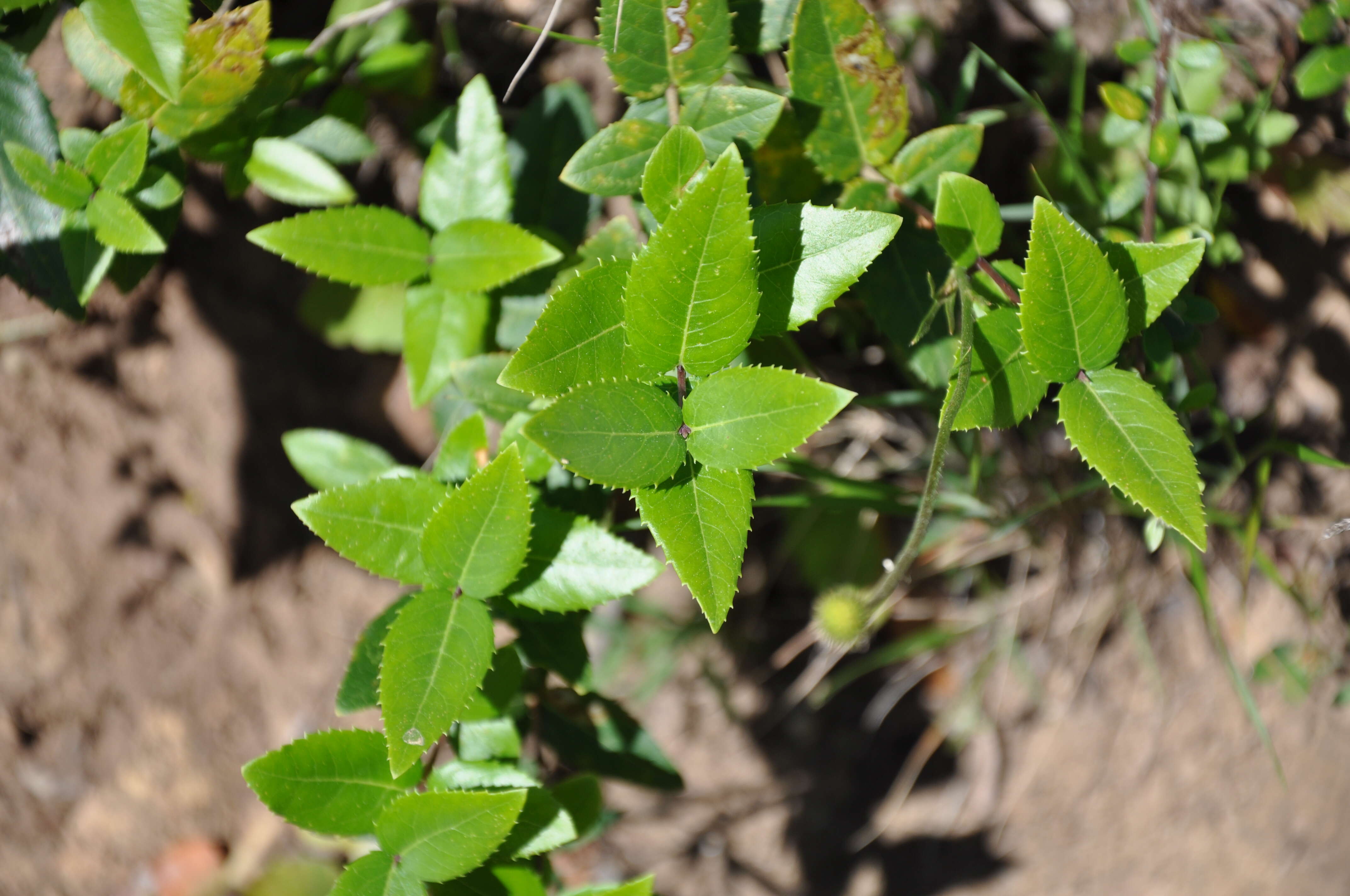 Image de Phillyrea latifolia L.