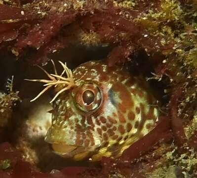 Image de Hypsoblennius jenkinsi (Jordan & Evermann 1896)