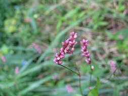 صورة Persicaria longiseta (De Bruyn) Kitagawa