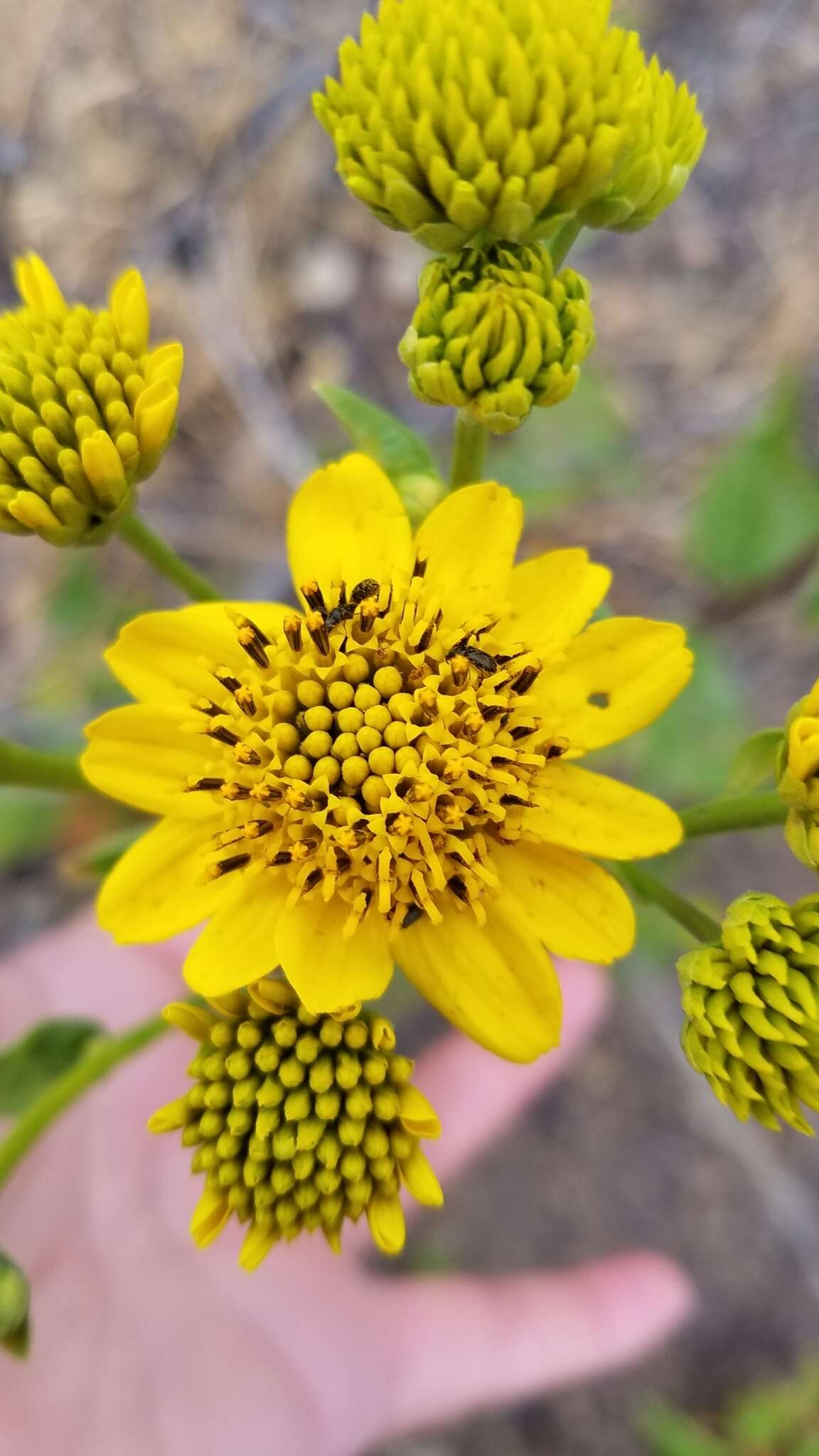 Image of bigleaf crownbeard