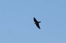 Image of Asian House Martin